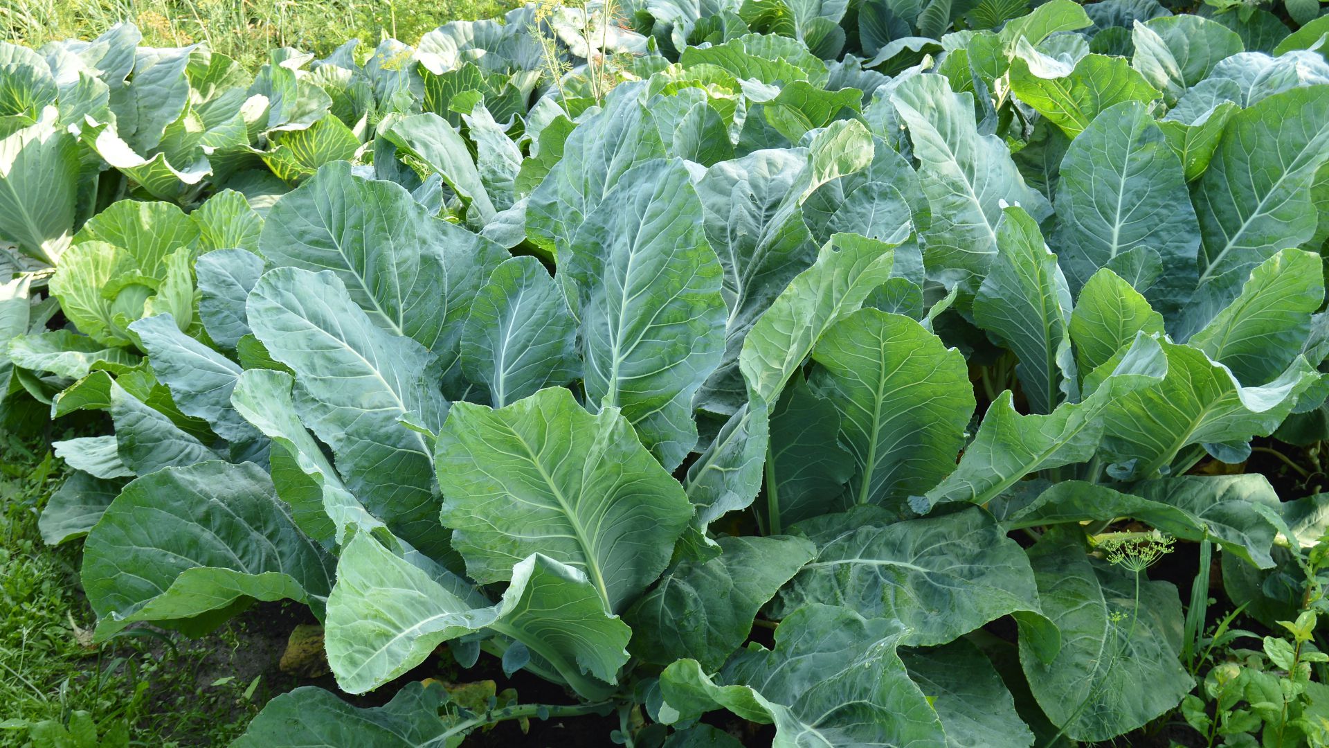 Cavolfiore fiorentino tardivo