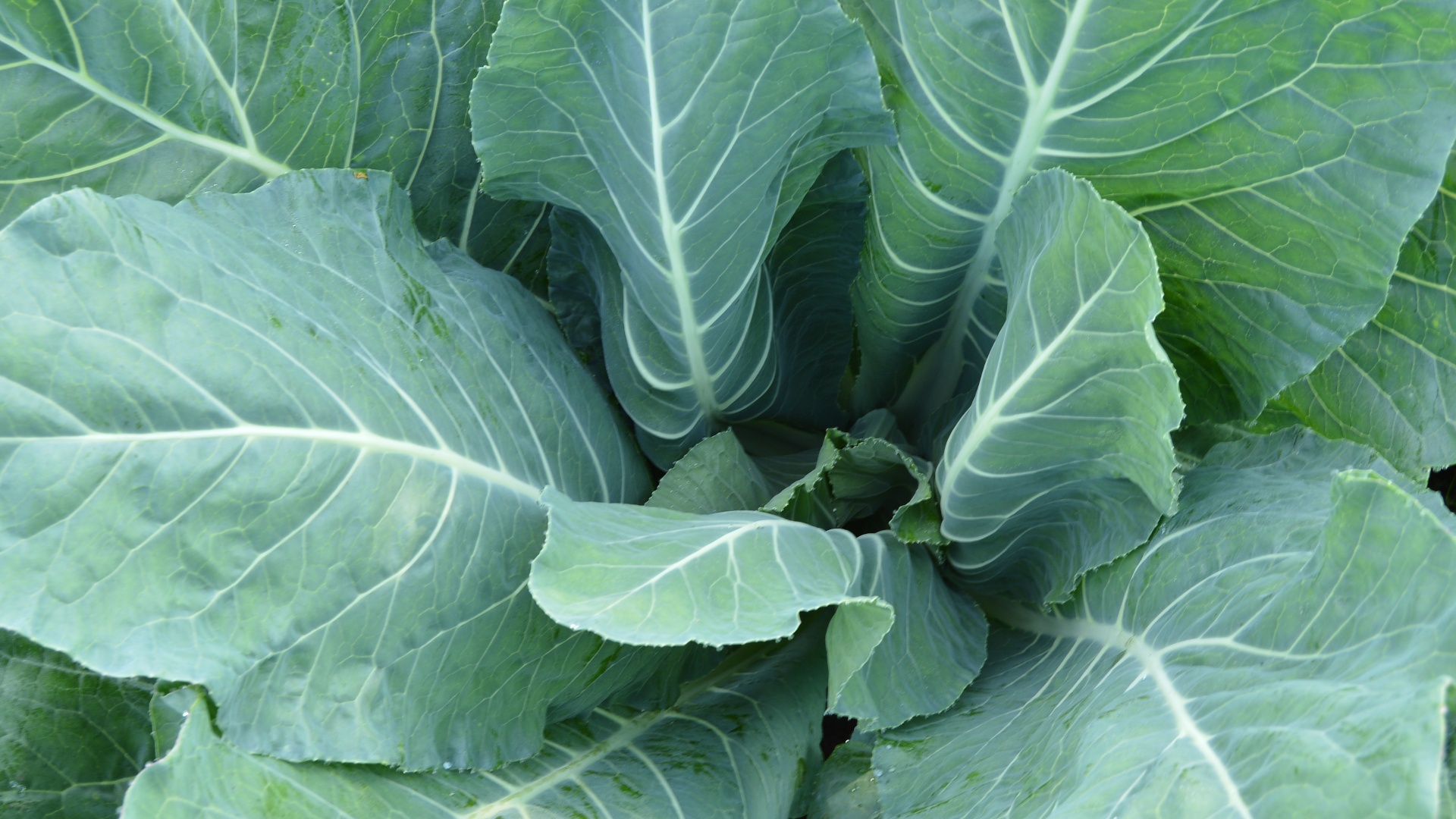 Cavolfiore precoce toscano