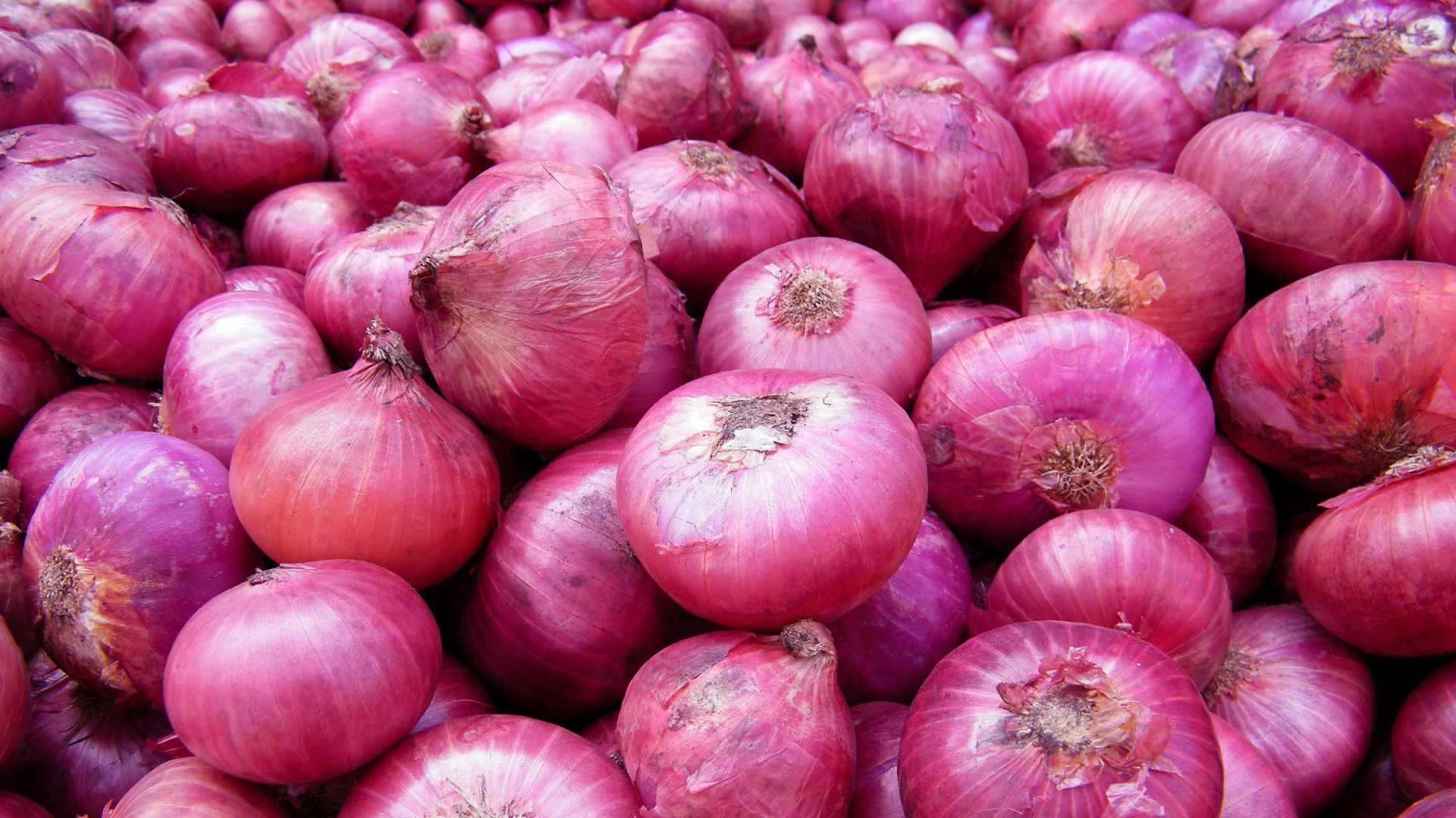 Bassone Onion
