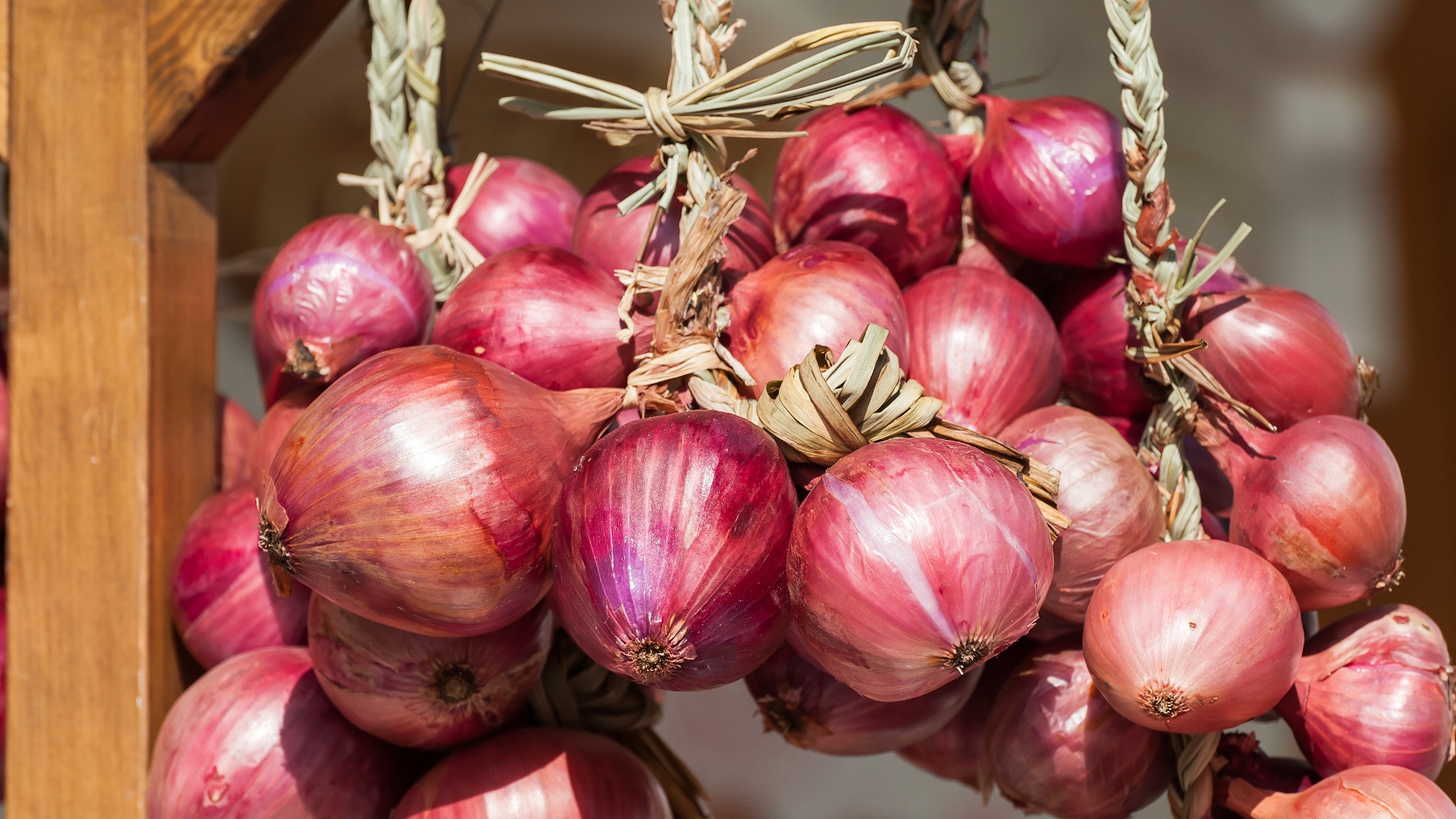 Certaldo Onion