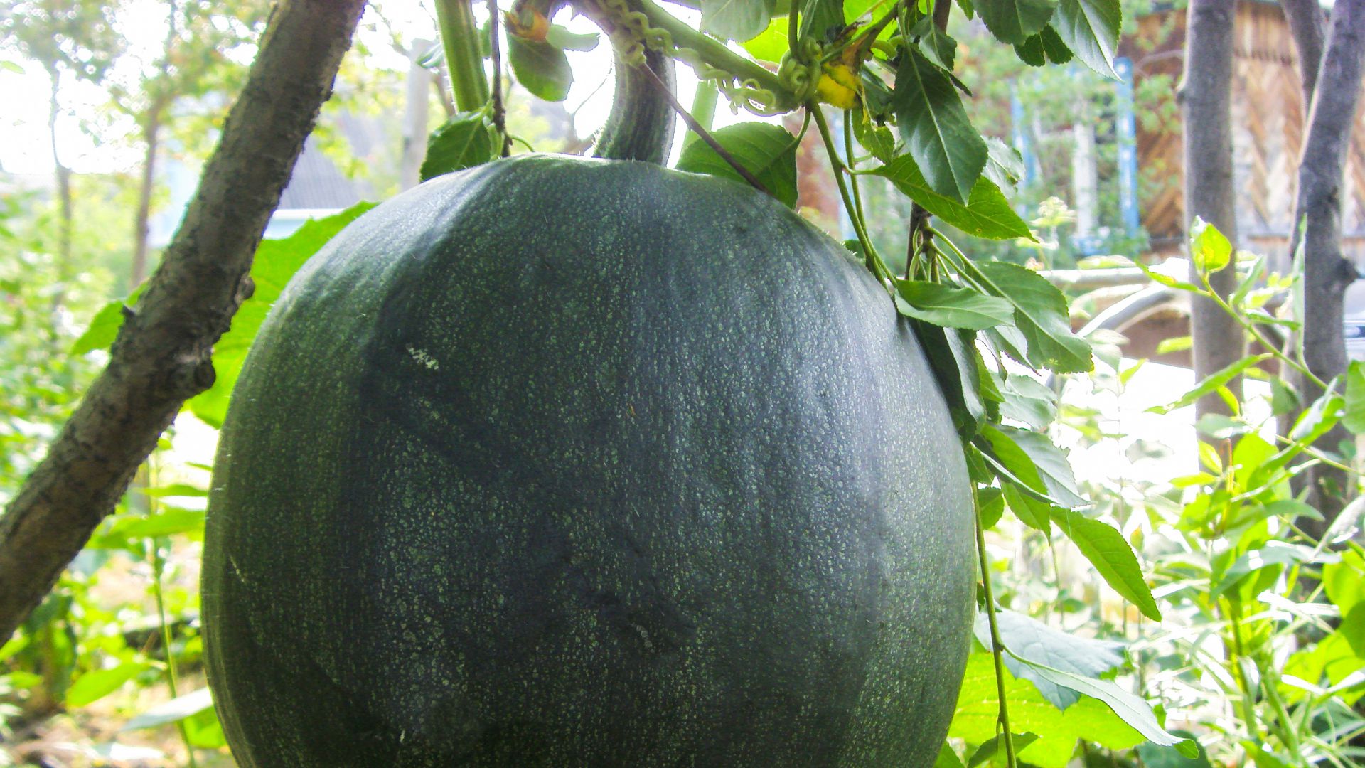 Cocomero gigante