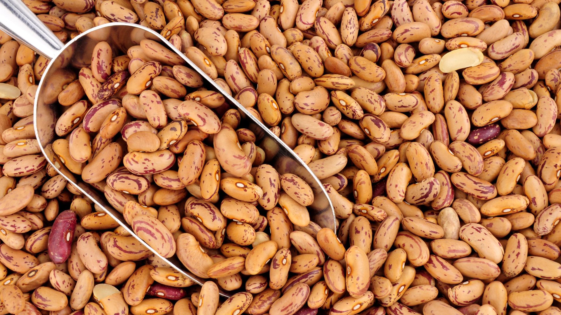 Gallicano fig bean