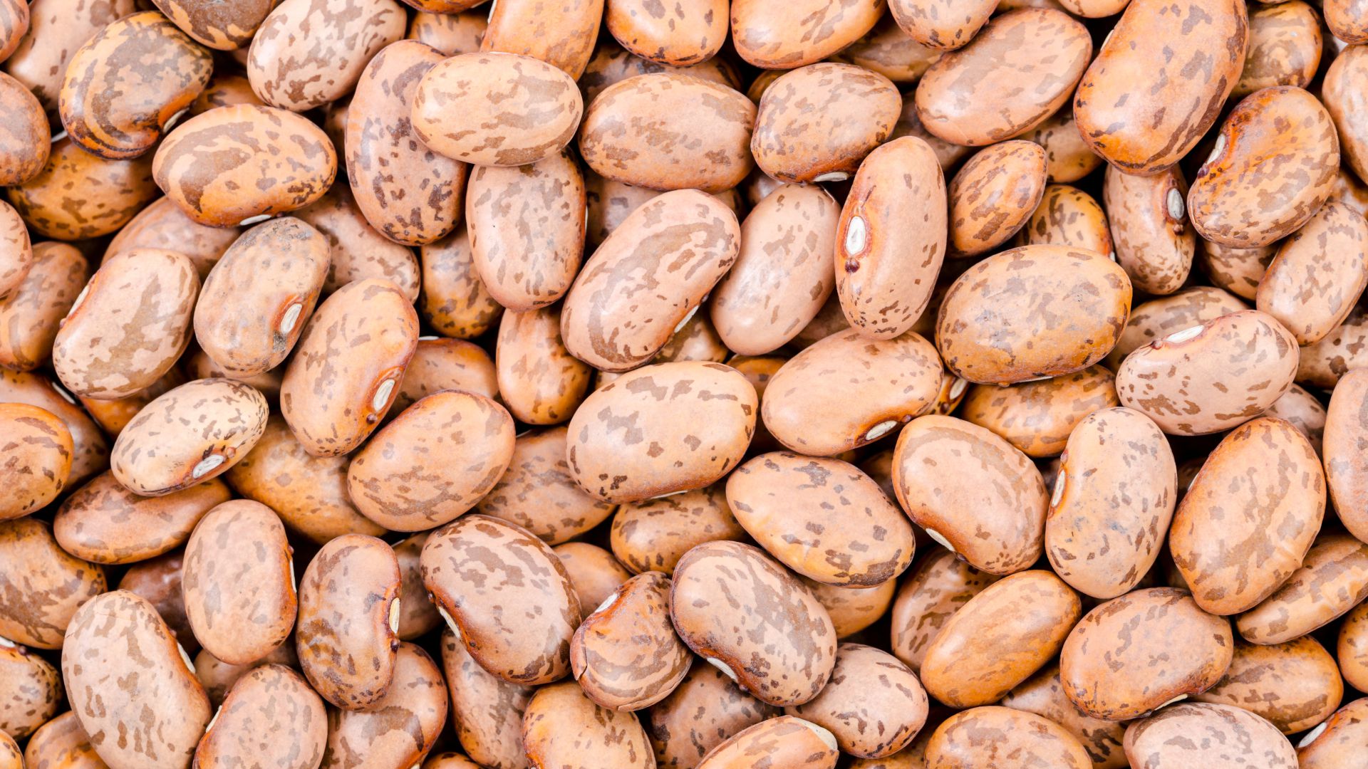 Bean Pievarino