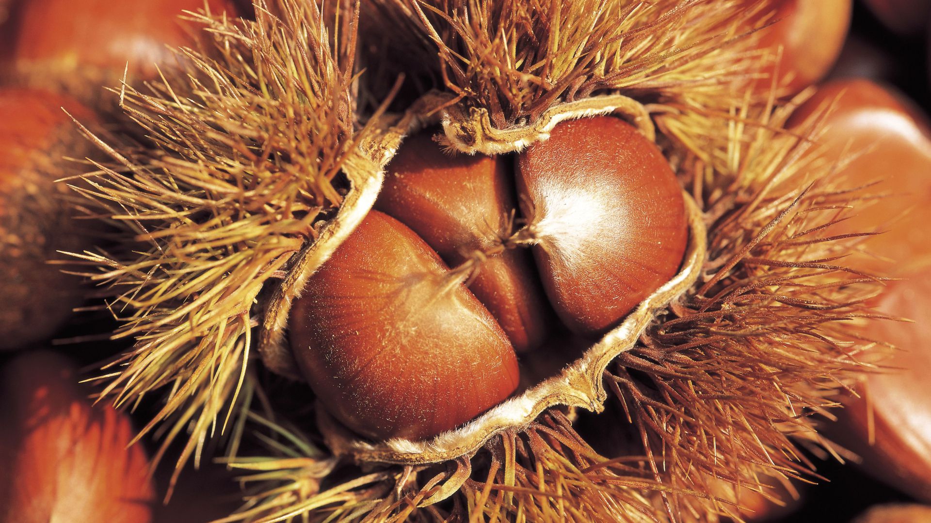 Brown by Caprese Michelangelo