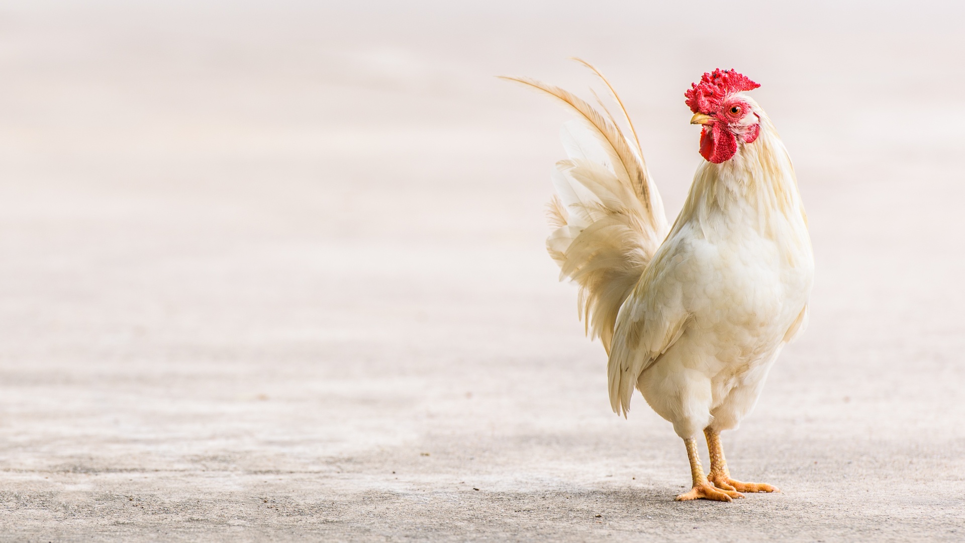 Pollo del Valdarno