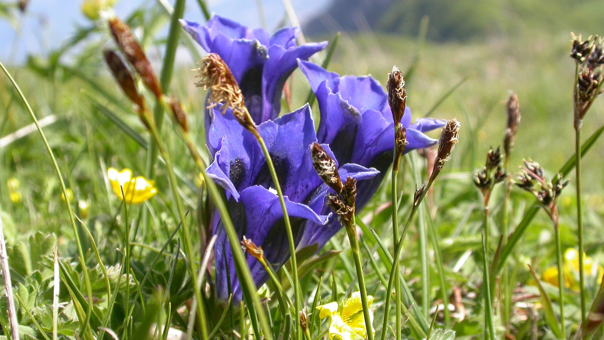 Bevanda di genziana