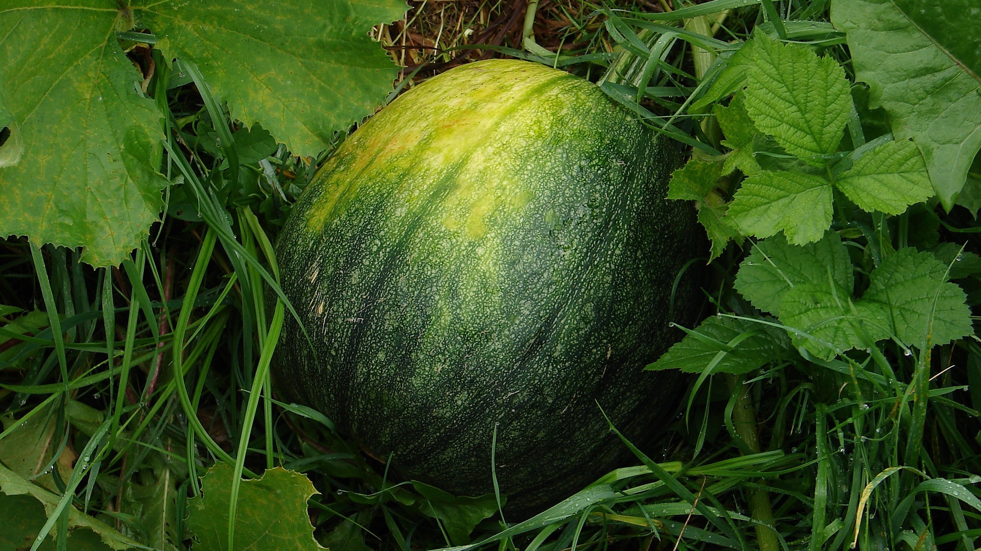 Melone verde
