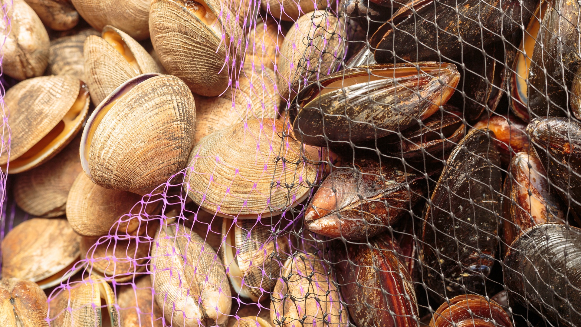 Molluschi bivalvi vivi del golfo di Oristano