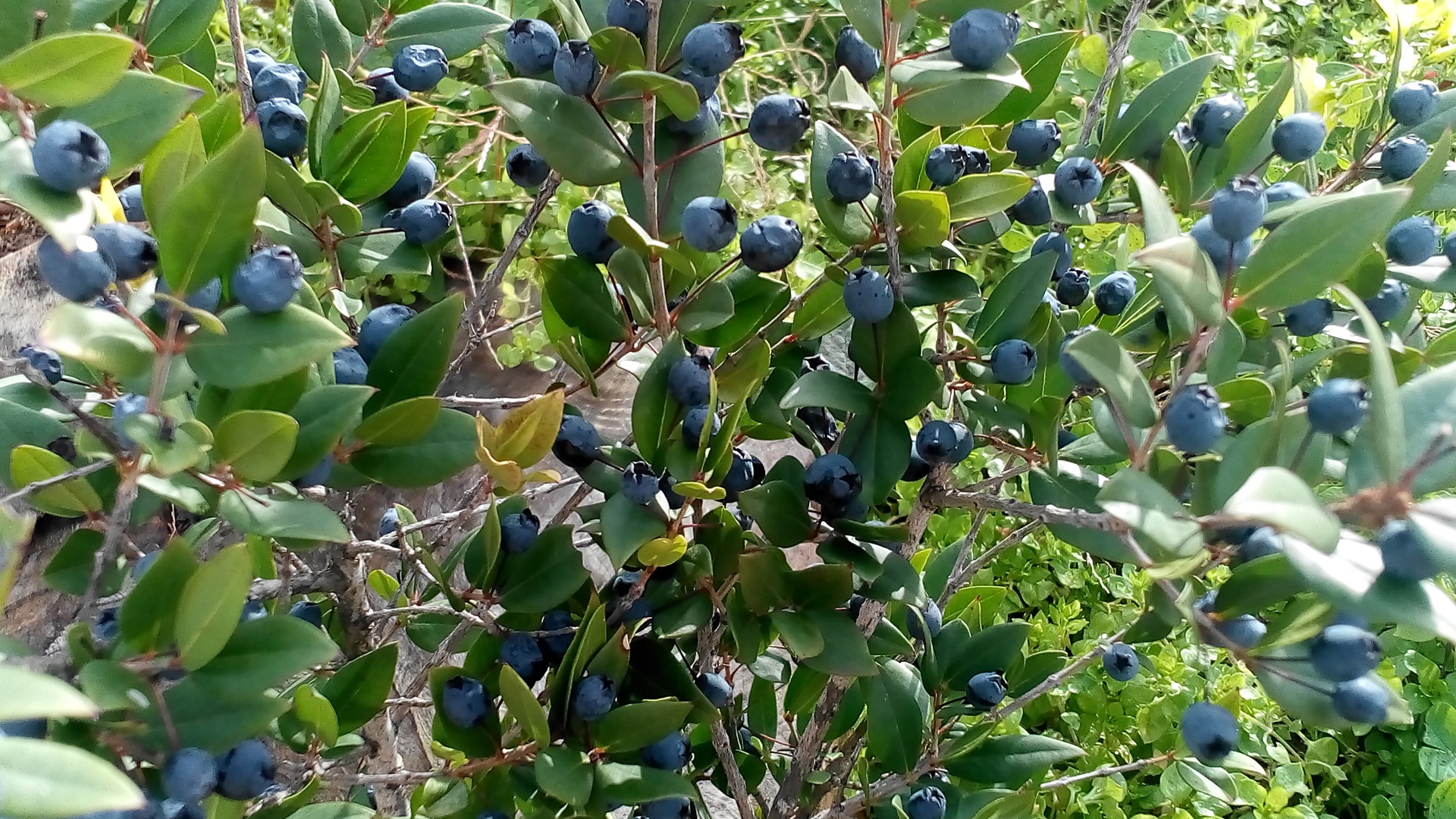 Pianta del mirto