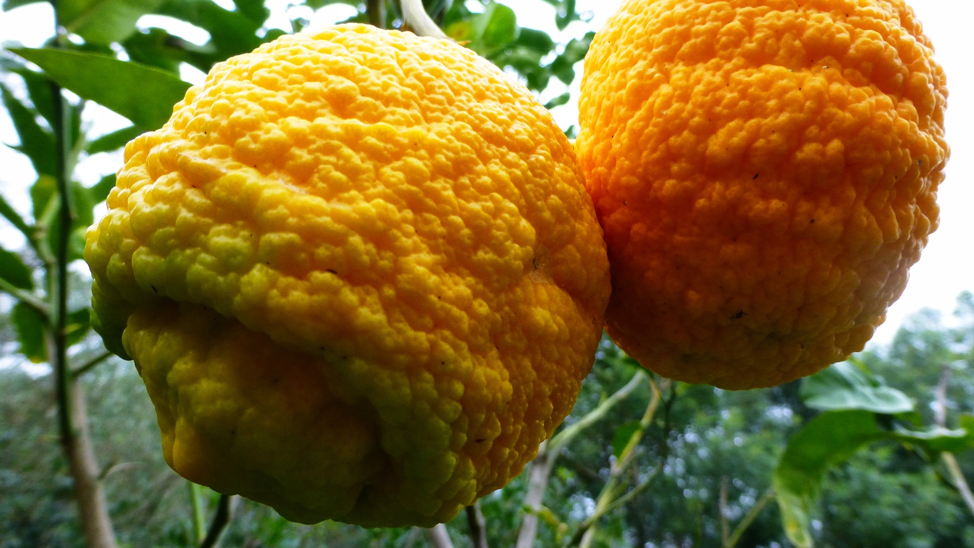 Pompia
