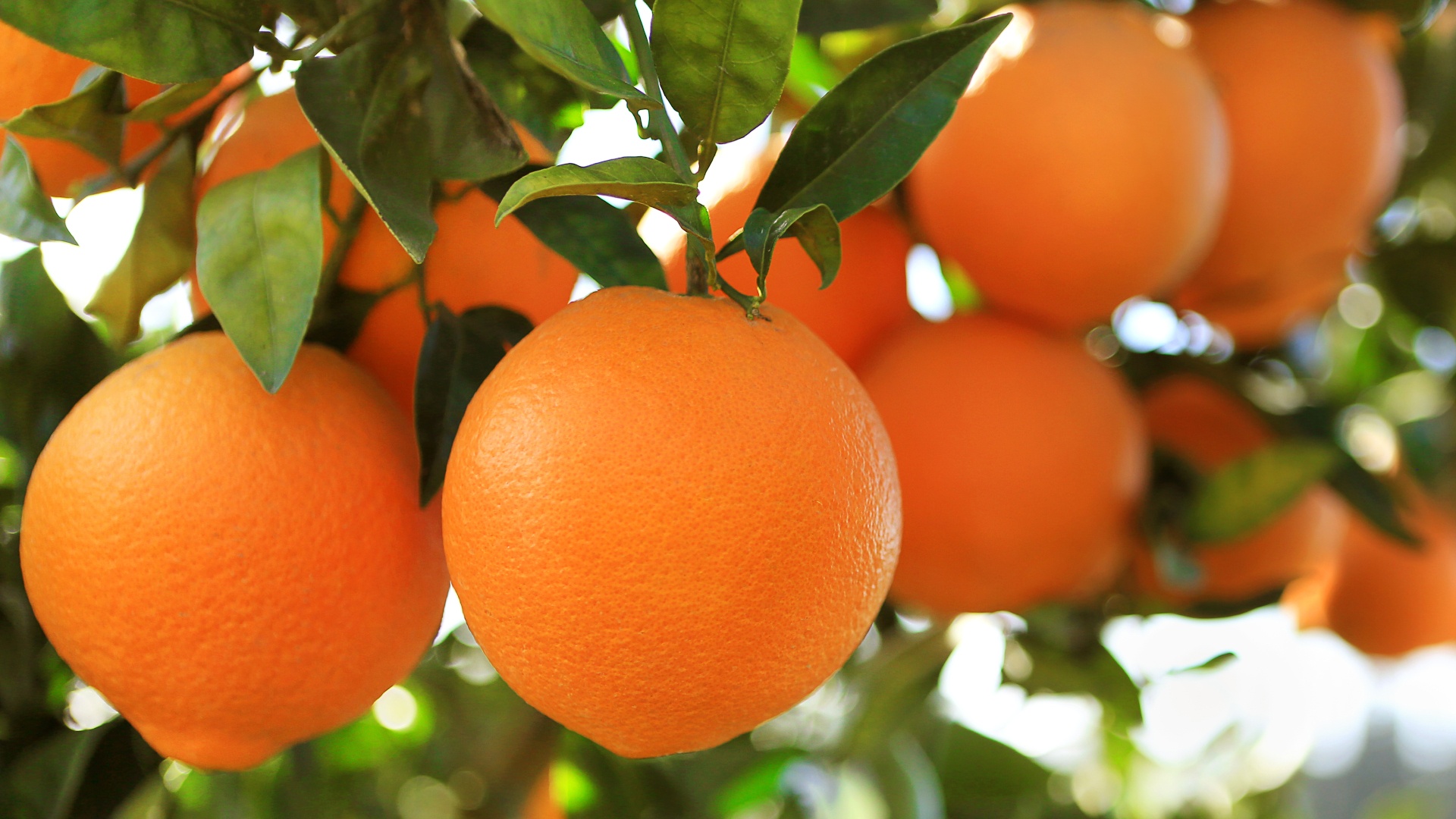 Arancio massese
