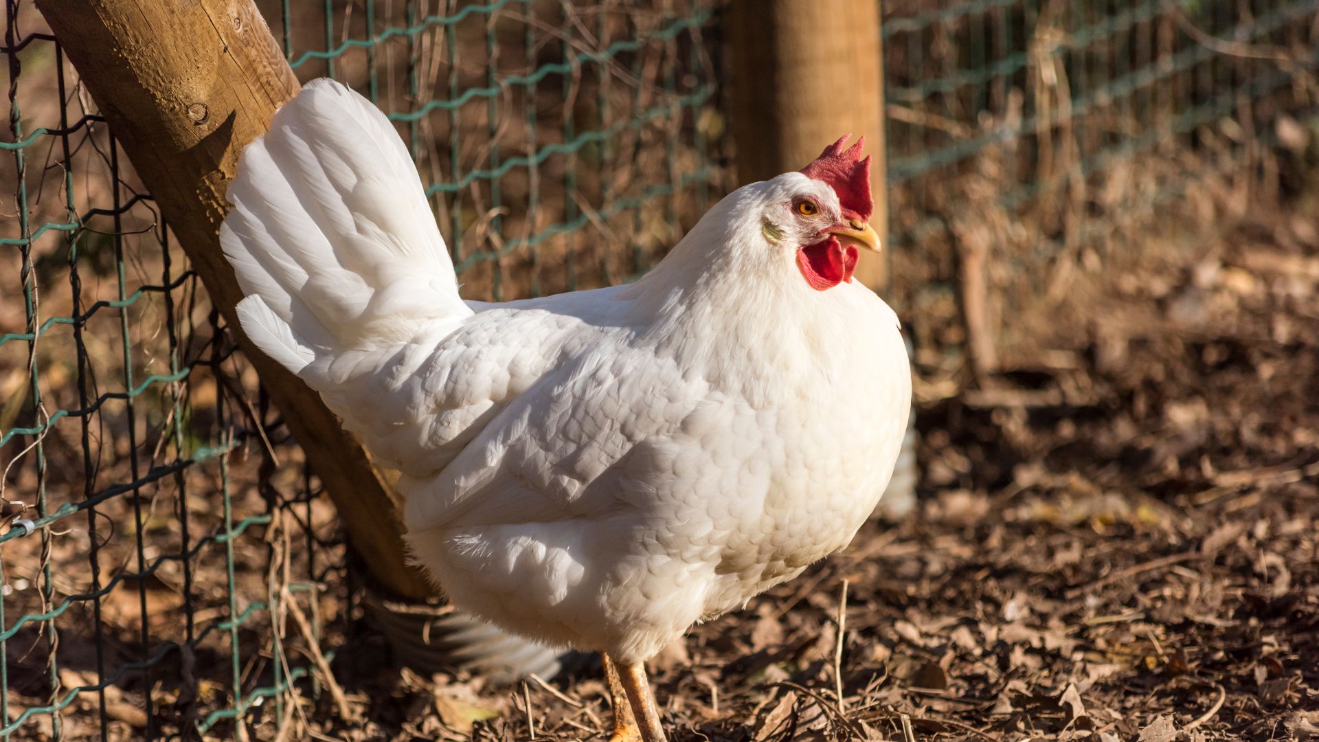 Gallina livornese