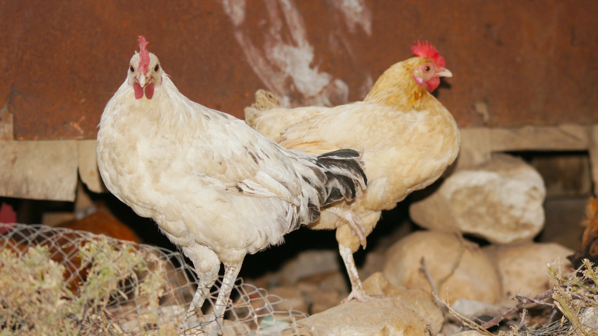 Gallina Mugellese