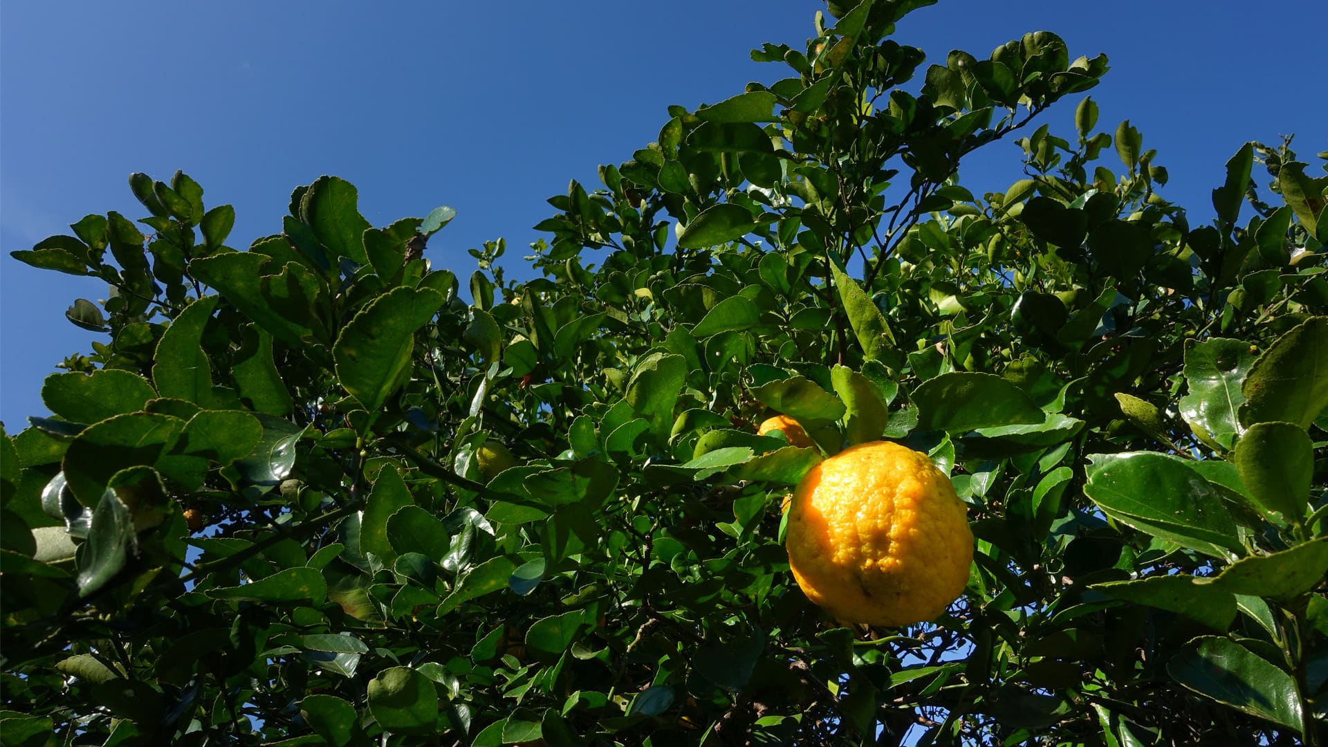 Arancia del Gargano