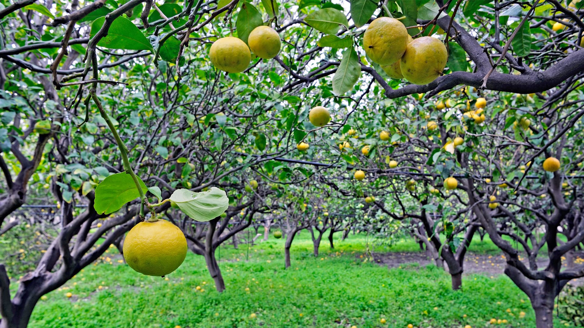 Bergamotto di Reggio Calabria – Olio essenziale