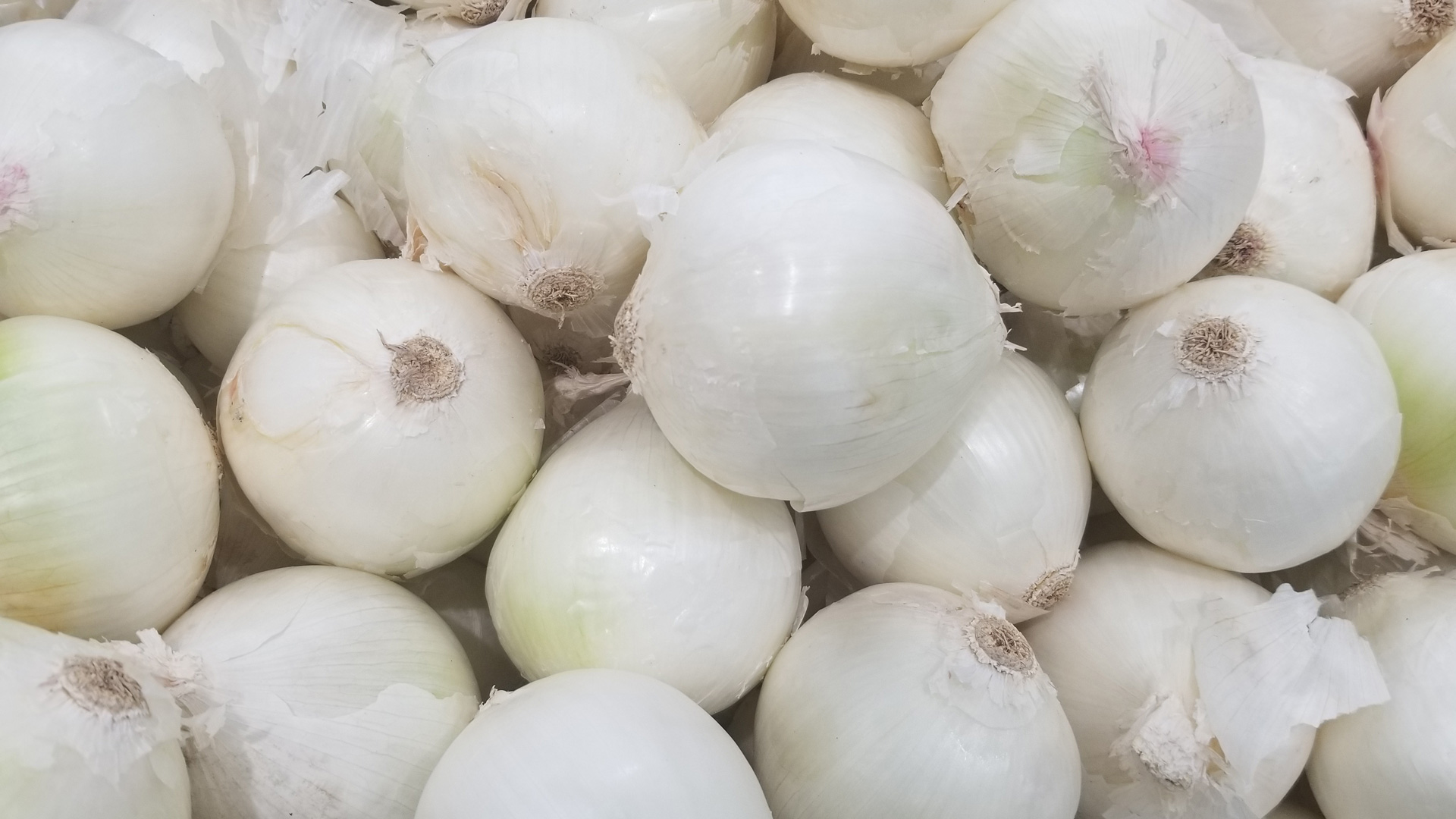 Cipolla bianca di Margherita