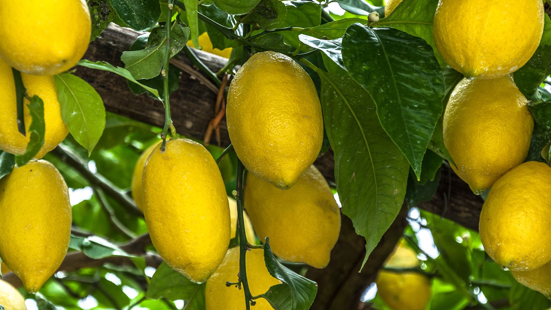 Limone di Sorrento