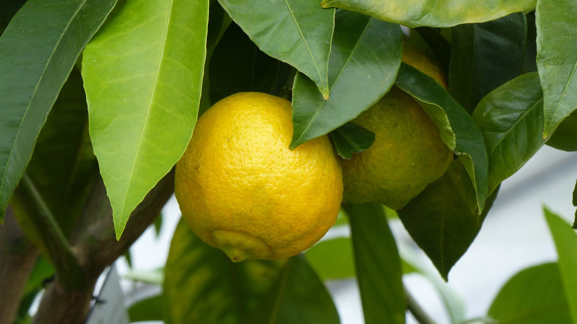 Limone Femminello del Gargano