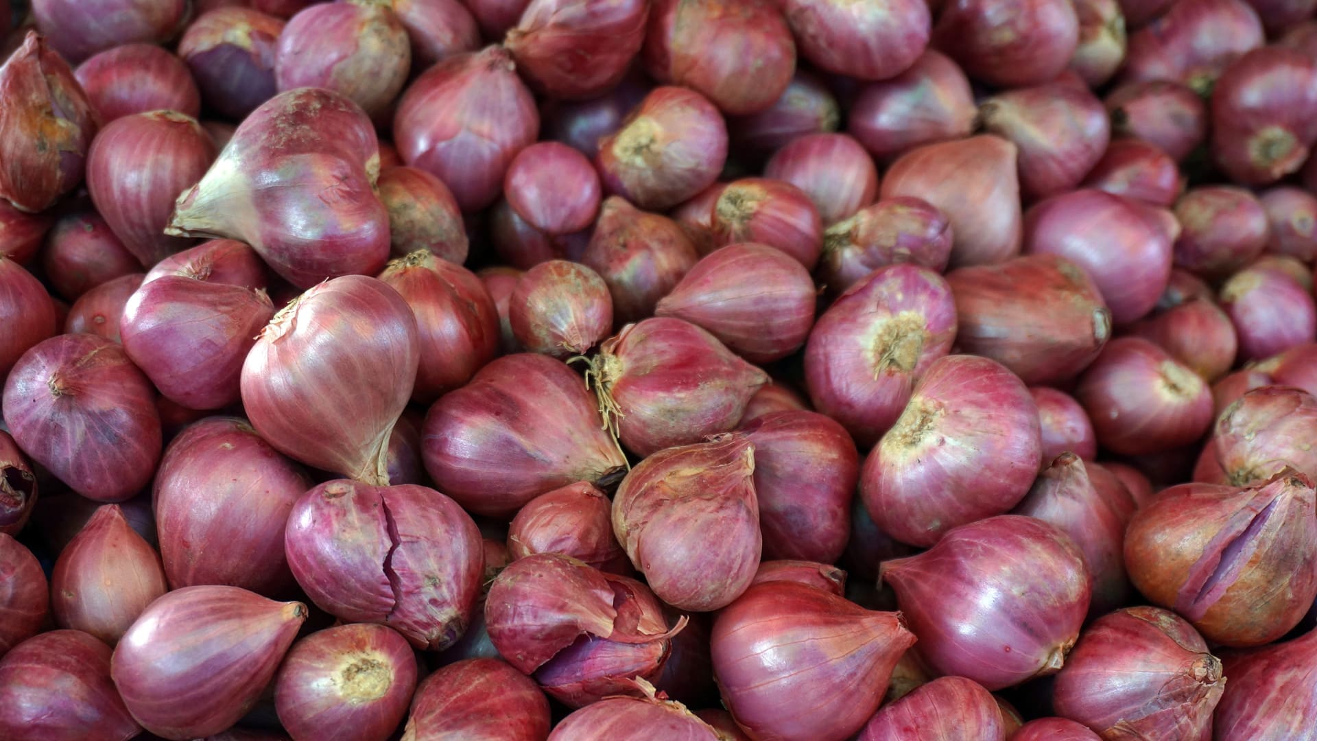 Scalogno di Romagna